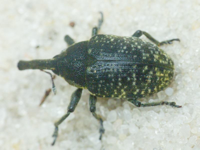 Larinus (Phyllonomeus) sturnus (Schaller, 1873)
